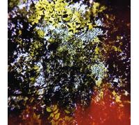 Higuchi - Butterfly Horse Street