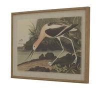 Hill Interiors - Art mural encadré FLORA & FAUNA COLLECTION (HI5164)