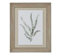 Hill Interiors - Impression encadrée DELICATE FERN (HI4913)