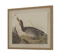 Hill Interiors - Impression encadrée FLORA & FAUNA COLLECTION (HI5166)