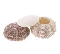 HINTRMENT Coquilles d'Oursin Naturelles 3 Pièces Accessoires pour Terrariums Pot Décoratif Bureau Support Plante Aérienne
