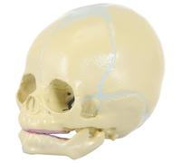HINTRMENT Modèle de Crâne Anatomique pour Garçon et Filles en Pvc Beige, Odorant, Modélisation Réaliste, pour Affichage et Atmosphère Festive Éducative Médicale