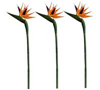 Hintyne 3pcs Imitation Oiseau de Paradis Plante, Simulation Oiseau de Paradis Fleurs de Soie, Plastique Souple PVC réaliste Strelitzia Reginae Fausse Plantes pour la Maison