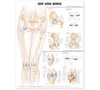Hip And Knee