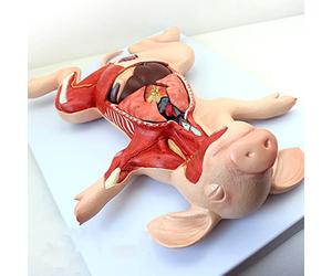 HIPdudRTG Modèles anatomiques, L'embryon de Porc, Les Organes, internes