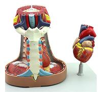 HIPdudRTG Modèles anatomiques, Modèle Anatomique du cœur, Sternum, Thymus et médiastin
