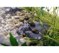 Exo-Terra Hippo Turtle Island - Pour Reptile Ou Amphibien