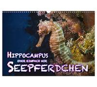 Hippocampus oder einfach nur Seepferdchen (Wandkalender 2026 DIN A3 quer), CALVENDO Monatskalender: Seepferdchen sind beim Tauchen schwer zu entdecken ... Meeresbewohner in ihrer ganzen Schönheit.