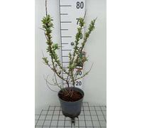 Hippophae rham. 'Pollmix' - Argousier conteneur 50- 60 cm