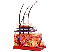 HIRNER Modèle Modèle d'enseignement Amovible 4D modèle de Peau Humaine Structure du follicule pileux Assemblage de Puzzle en 18 Parties modèle d'anatomie équipement d'enseignement pour enseigner
