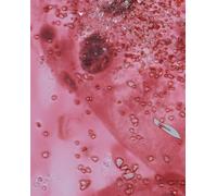 Hirst, Damien - Beyond Belief