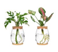 Histeaa Ensemble de 2 Pots pour Terrariums de Bureau avec Plateau et Couvercle en Bois pour la Propagation Hydroponique