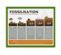 History of Fossilisation Geology Science Chart Canvas Painting Wall Art for Classroom Office Study Decor(Framed,16x24inch(40x60cm))