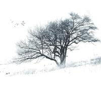 hity Papier Peint Panoramique Nature Paysage 400cmx280cm Tapisserie Murale 3D Noir Et Blanc Arbre De Vie Abstrait Enneigé Oiseaux Salon Chambre Adulte Enfant Zen Geant Mural