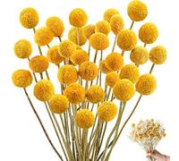 HIULLEN Billy Balls Lot de 50 fleurs séchées, jaunes, naturelles Craspedia, pour arrangements floraux, mariage, maison, vase haut