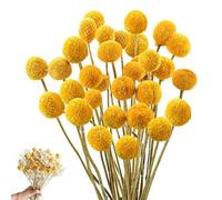 HIULLEN Lot de 36 boules de billy séchées - 43 cm - Décoration de globes Craspedia - Fleurs séchées - Jaunes - Plante sèche naturelle pour arrangements floraux DIY, mariage, maison, vase haut