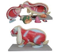 hixswnu Modèle d'anatomie du Squelette de Lapin - Outil éducatif pour Les études biologiques et Les Fournitures de Laboratoire - Idéal pour l'enseignement de l'anatomie et de la Recherche Biologique