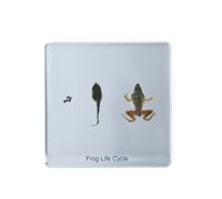 hixswnu Spécimen de Cycle de Vie de Libellule de 2,9 Pouces en résine - Presse-Papier éducatif pour Enfants, décoration de Bureau à Domicile - Spécimen d'insecte réaliste pour l'apprentissage et l'a