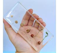 hixswnu Spécimens de Classe de Sciences : véritables affichages du Cycle de Vie des Insectes, des Animaux et des Plantes en résine - Parfait pour l'éducation en biologie et Les Amateurs de taxidermi
