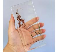 hixswnu Spécimens de Classe de Sciences : véritables affichages du Cycle de Vie des Insectes, des Animaux et des Plantes en résine - Parfait pour l'éducation en biologie et Les Amateurs de taxidermi