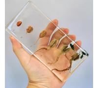 hixswnu Spécimens de Classe de Sciences : véritables affichages du Cycle de Vie des Insectes, des Animaux et des Plantes en résine - Parfait pour l'éducation en biologie et Les Amateurs de taxidermi
