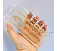 hixswnu Spécimens de Classe de Sciences : véritables affichages du Cycle de Vie des Insectes, des Animaux et des Plantes en résine - Parfait pour l'éducation en biologie et Les Amateurs de taxidermi