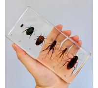 hixswnu Spécimens de Classe de Sciences : véritables affichages du Cycle de Vie des Insectes, des Animaux et des Plantes en résine - Parfait pour l'éducation en biologie et Les Amateurs de taxidermi