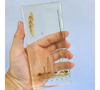 hixswnu Spécimens de Classe de Sciences : véritables affichages du Cycle de Vie des Insectes, des Animaux et des Plantes en résine - Parfait pour l'éducation en biologie et Les Amateurs de taxidermi