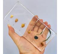 hixswnu Spécimens de Classe de Sciences : véritables affichages du Cycle de Vie des Insectes, des Animaux et des Plantes en résine - Parfait pour l'éducation en biologie et Les Amateurs de taxidermi