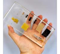 hixswnu Spécimens de Classe de Sciences : véritables affichages du Cycle de Vie des Insectes, des Animaux et des Plantes en résine - Parfait pour l'éducation en biologie et Les Amateurs de taxidermi