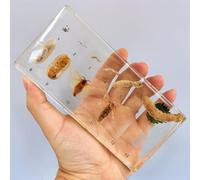 hixswnu Spécimens de Classe de Sciences : véritables affichages du Cycle de Vie des Insectes, des Animaux et des Plantes en résine - Parfait pour l'éducation en biologie et Les Amateurs de taxidermi