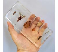hixswnu Spécimens de Classe de Sciences : véritables affichages du Cycle de Vie des Insectes, des Animaux et des Plantes en résine - Parfait pour l'éducation en biologie et Les Amateurs de taxidermi