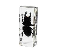 hixswnu Véritables spécimens d'insectes dans des Presse-papiers en résine - Insecte de taxidermie pour l'enseignement Scientifique en Classe et la décoration de Bureau - Collection Unique de biologi