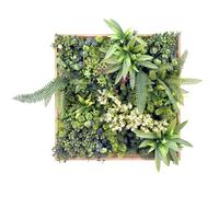 hjh LIVING Tableau végétal avec Cadre Aspect Bois, in & Outdoor 50x50 cm LEAFLUXE Wall 1 Mur végétal Artificiel, décoration végétale pour Le Mur
