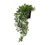 hjh OFFICE Plante suspendue Epipremnum Climb 20 cm - Vert persistant, facile d'entretien, réplique réaliste en plastique