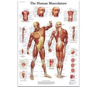 HKAHF AJWUQ Anatomie de Rey Art Mural Minimalisme Affiches Impressions médicales Fitness Peinture sur Toile pour Studio de Yoga Décoration intérieure Photos 50x70cm sans Cadre