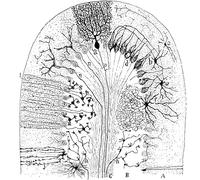 HKAHF AJWUQ Cellules nerveuses Affiche Types de cellules dans Le Cervelet Art Mural Impressions Mammifères Peinture Moderne sur Toile pour Salon Décor Photo 50x50cmx1 sans Cadre