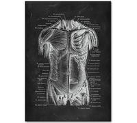 HKAHF AJWUQ L’Anatomie de Rey Art Mural Impressions médicales Minimalisme Affiches Fitness Peinture sur Toile pour Studio de Yoga Décoration intérieure Photos 30x40cm sans Cadre