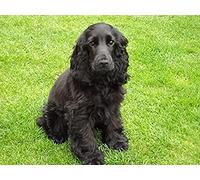 HKFLD Peinture diamant à faire soi-même, Cocker Spaniel, chiot noir, perceuse complète, strass, cristal, broderie, point de croix, artisanat d'art pour la décoration intérieure 6k35g30x40CM