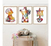 HMXQLW Abstrait Médecine Anatomie Homme Organes Heart Cerveau Aquarelle Impression sur Toile Affiche Decoration Murale Tableau Art Toile Peinture Clinique Decoration Murale sans Cadre (1,3X50x70cm)