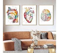 HMXQLW Abstrait Médecine Anatomie Homme Organes Heart Cerveau Aquarelle Impression sur Toile Affiche Decoration Murale Tableau Art Toile Peinture Clinique Decoration Murale sans Cadre (3,3X40x50cm)