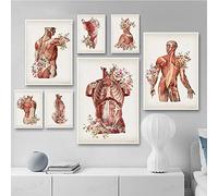 HMXQLW Anatomie Florale Système Musculaire Médical Vintage Impression sur Toile Affiche Decoration Murale Tableau Art Moderne Toile Peinture Education Decoration Murale sans Cadre