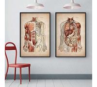 HMXQLW Vintage Anatomie Musculaire Humaine Système Squelette Toile Peinture Affiche Decoration Murale Tableau Art, Corps Education Clinique Médicale Decor Murale sans Cadre (2X60X80CM)