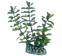 Hobby 51556 Bacopa 13 cm