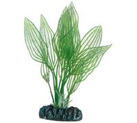 Hobby Aponogeton Plante pour Aquariophilie 16 cm