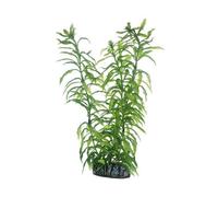 Hobby Plante HETERANTHERA 25 cm 51566