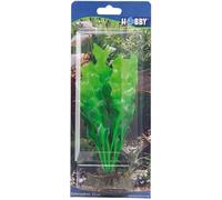 Hobby Plante ECHINODRUS 20 cm
