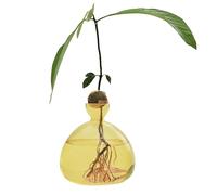 Hogvinnatil Vase d'Avocat en Verre Transparent - Planteur pour Débutants - Pot de Culture et Vase à Fleurs