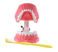 Hohopeti 1 Ensemble Modèle D'enseignement Oral Outil D'enseignement Du Brossage Des Dents Modèle D'enseignement Modèle De Dent Modèle De Brossage De Dents Plastique