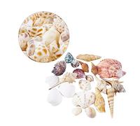Hohopeti Coquillages Naturels Décoratifs pour Aquarium Pochette de Décoration de Bassin Poisson DIY Style Méditerranéen Matériau Naturel Unique